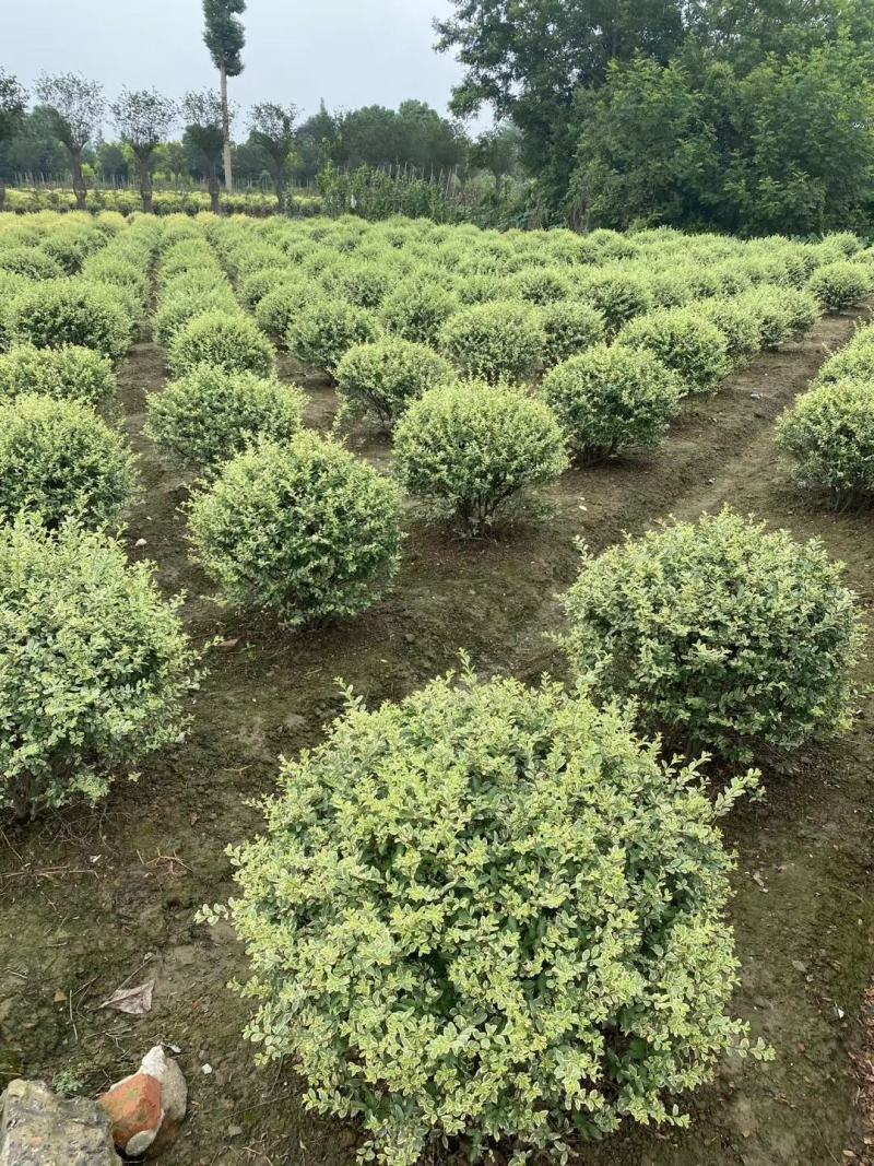 自家苗圃供应金姬小蜡球基地直销视频看货保质保量