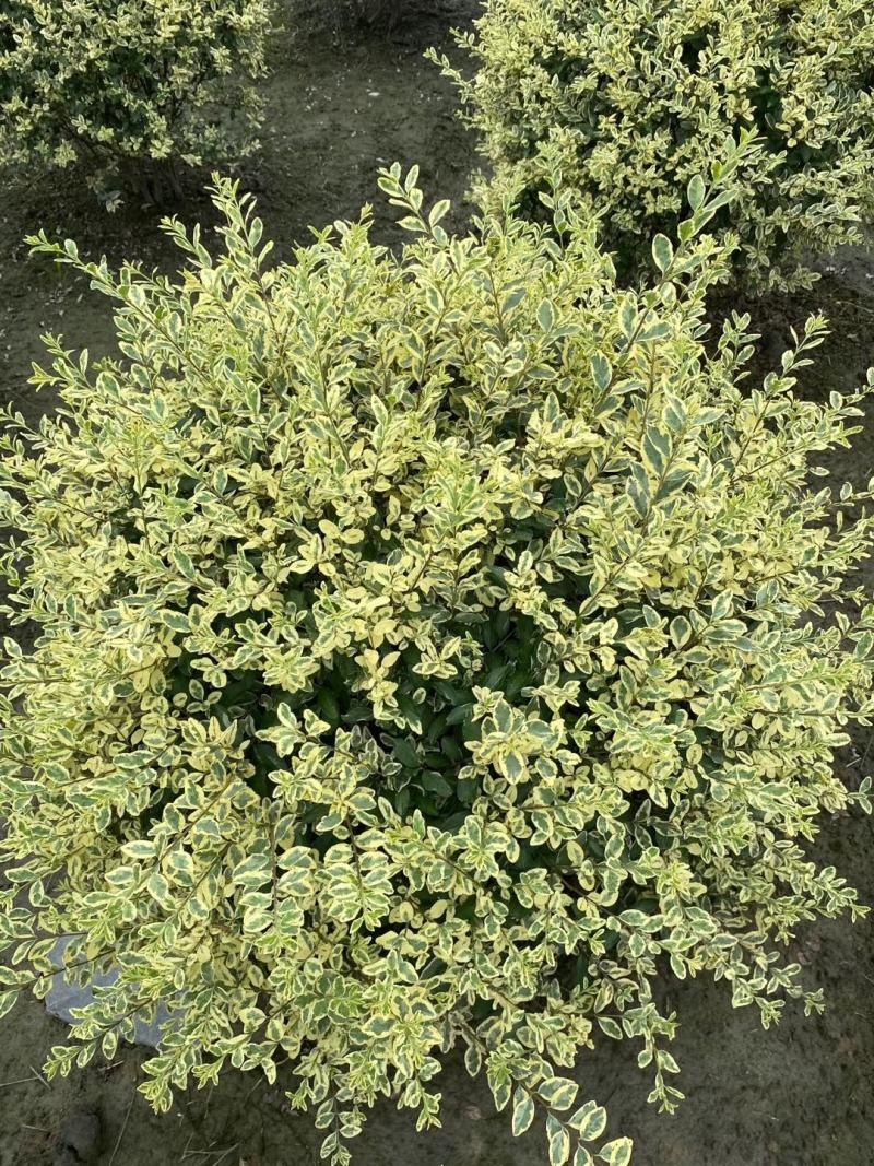 自家苗圃供应金姬小蜡球基地直销视频看货保质保量
