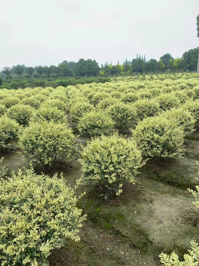 自家苗圃供应金姬小蜡球基地直销视频看货保质保量