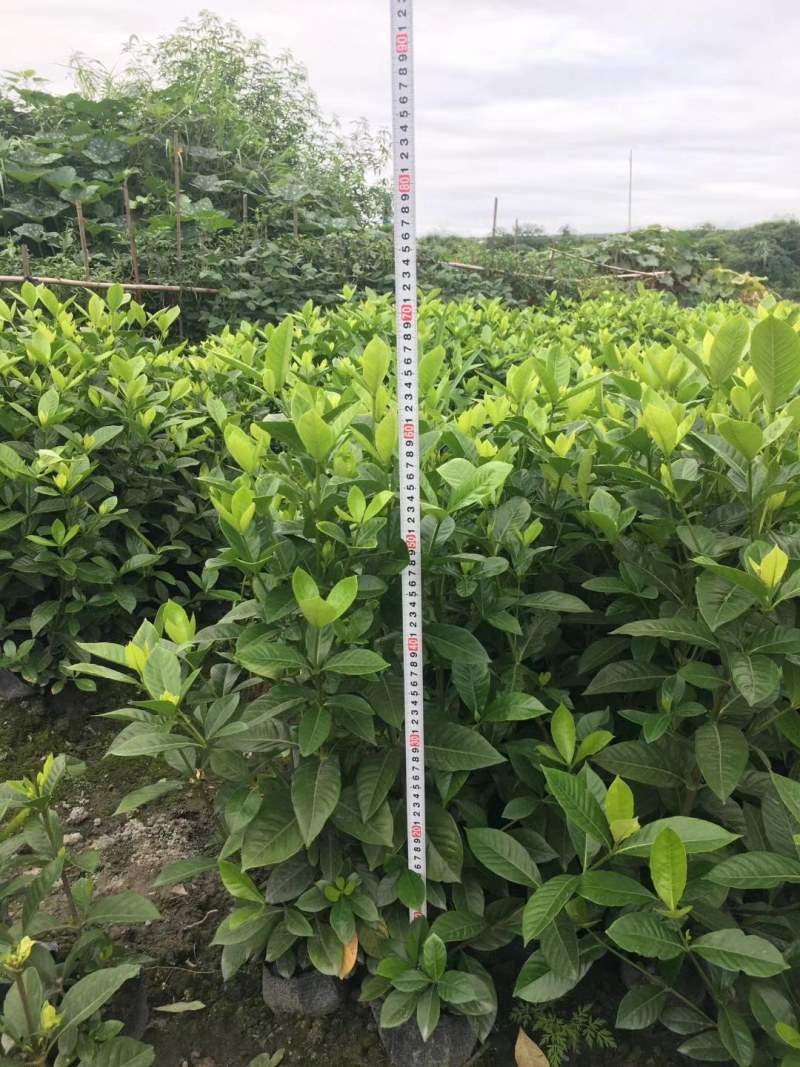 西洋鹃杯苗高20-28公分，16杯，冠幅20-25公分