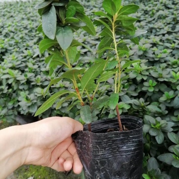 西洋鹃杯苗高20-28公分，16杯，冠幅20-25公分