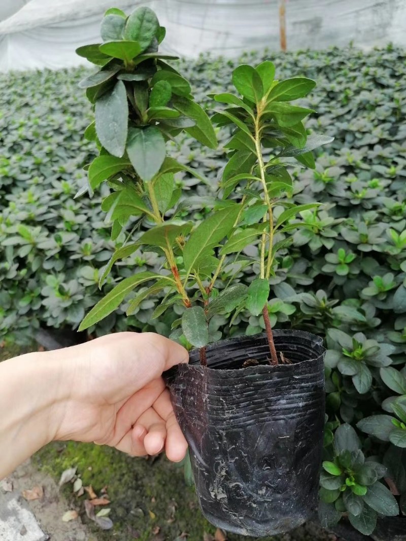 西洋鹃杯苗高20-28公分，16杯，冠幅20-25公分