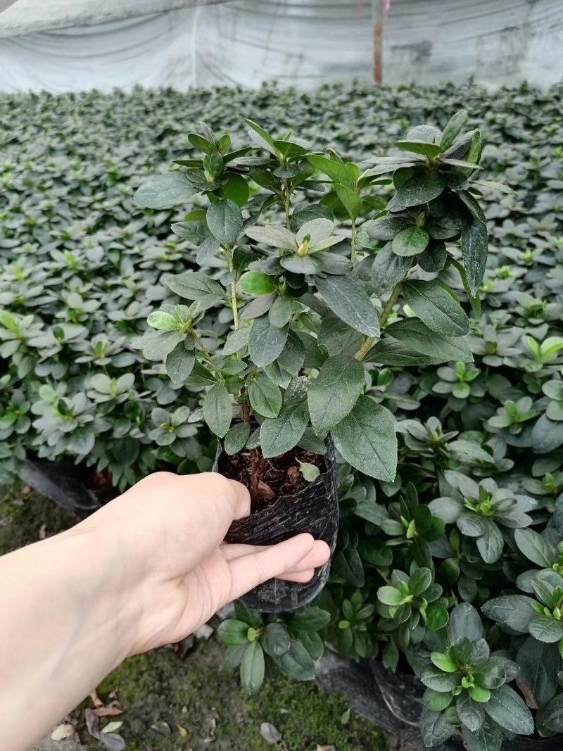 西洋鹃杯苗高20-28公分，16杯，冠幅20-25公分