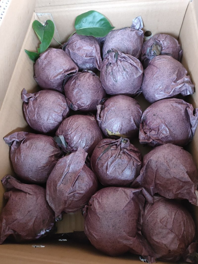 梨，圆黄梨，个大，口感脆甜，保质质量，一手货源。