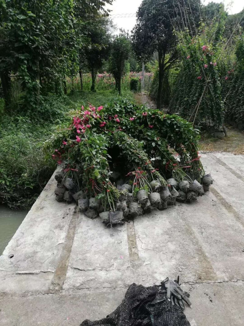 藤本月季大杯苗基地批发现货供应