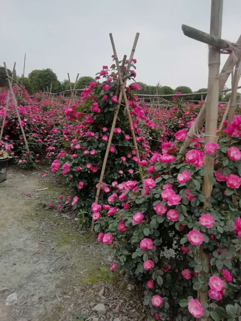 藤本月季大杯苗基地批发现货供应