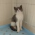 英国短毛猫蓝白小猫咪