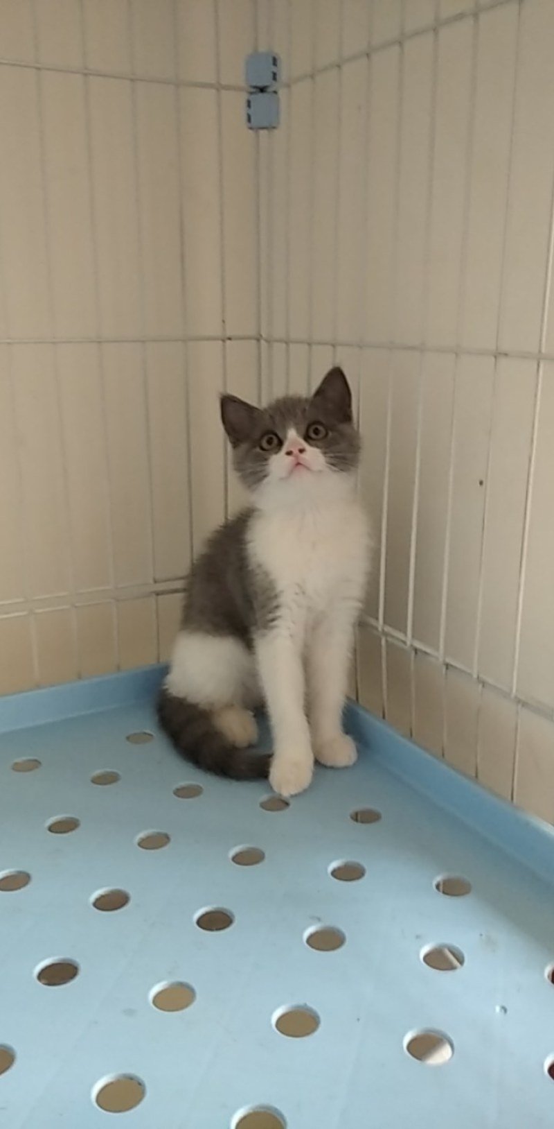 英国短毛猫蓝白小猫咪