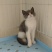 英国短毛猫蓝白小猫咪