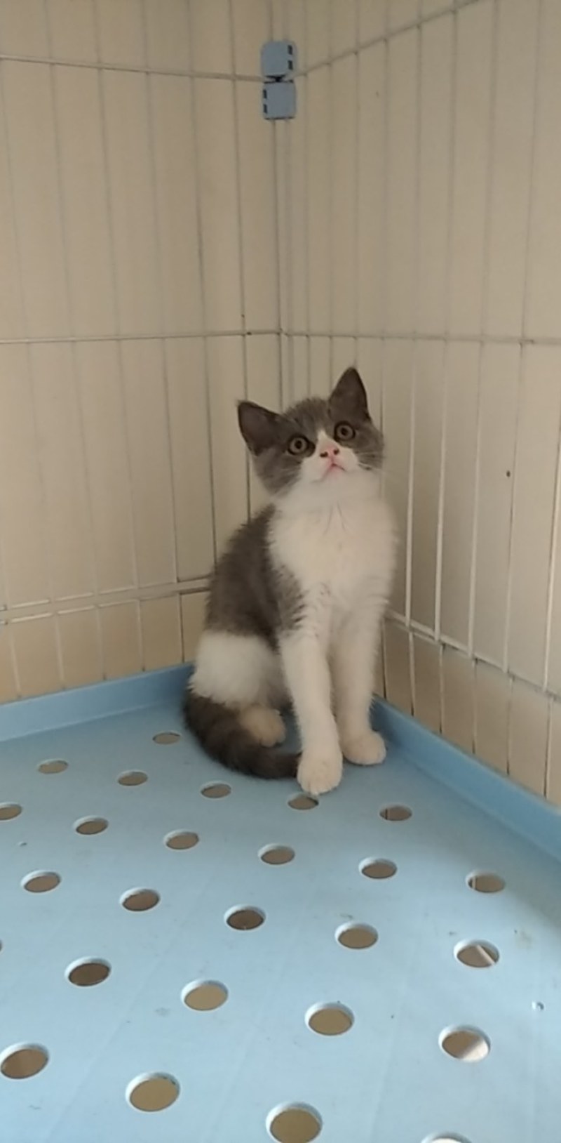 英国短毛猫蓝白小猫咪
