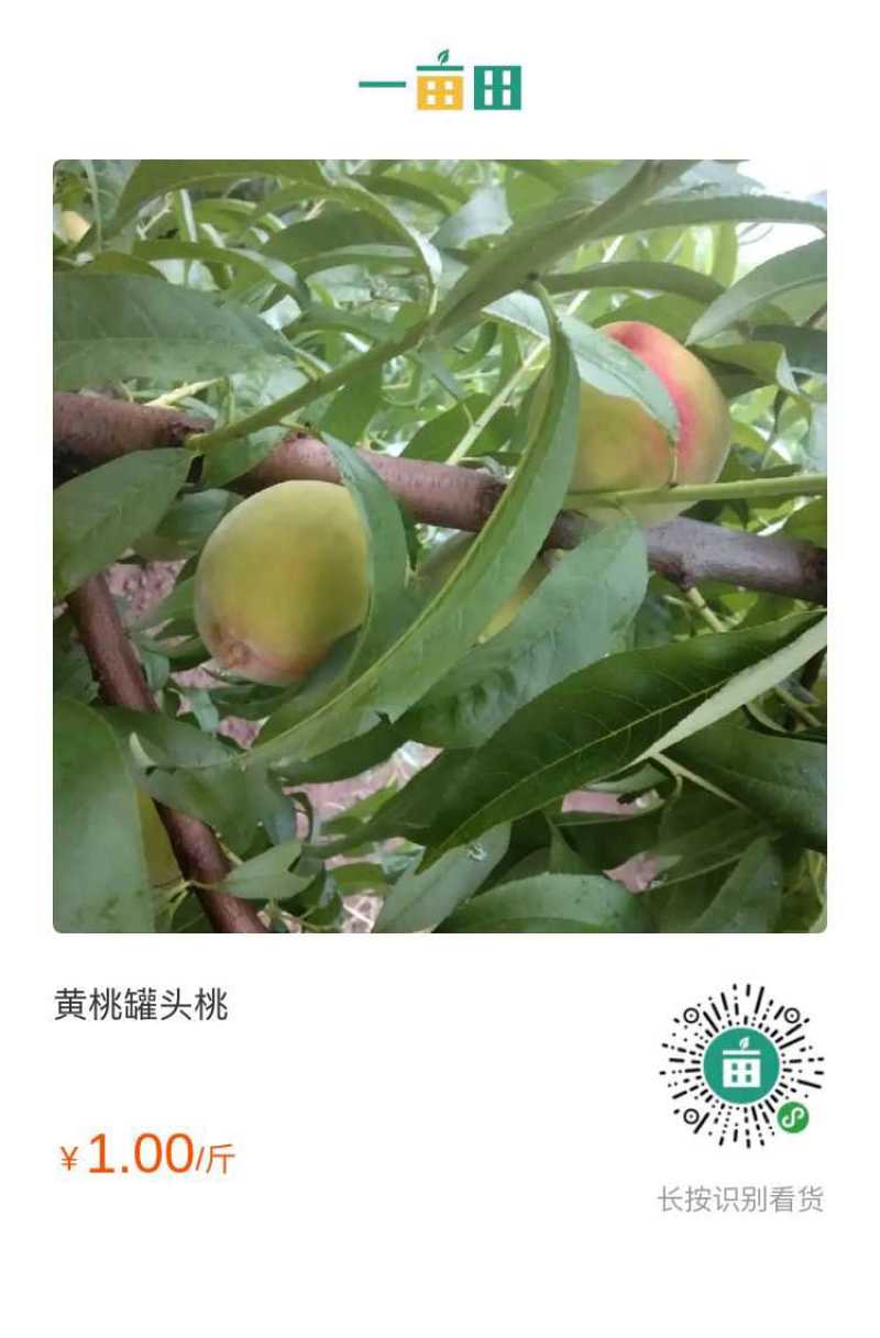 83黄桃酸甜可口好吃不贵