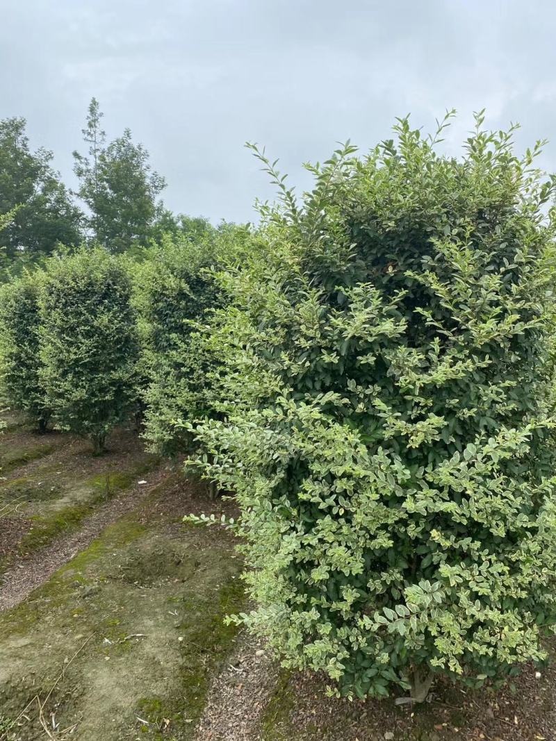 自家苗圃供应花叶女贞银姬小蜡球银姬小蜡柱基地直销