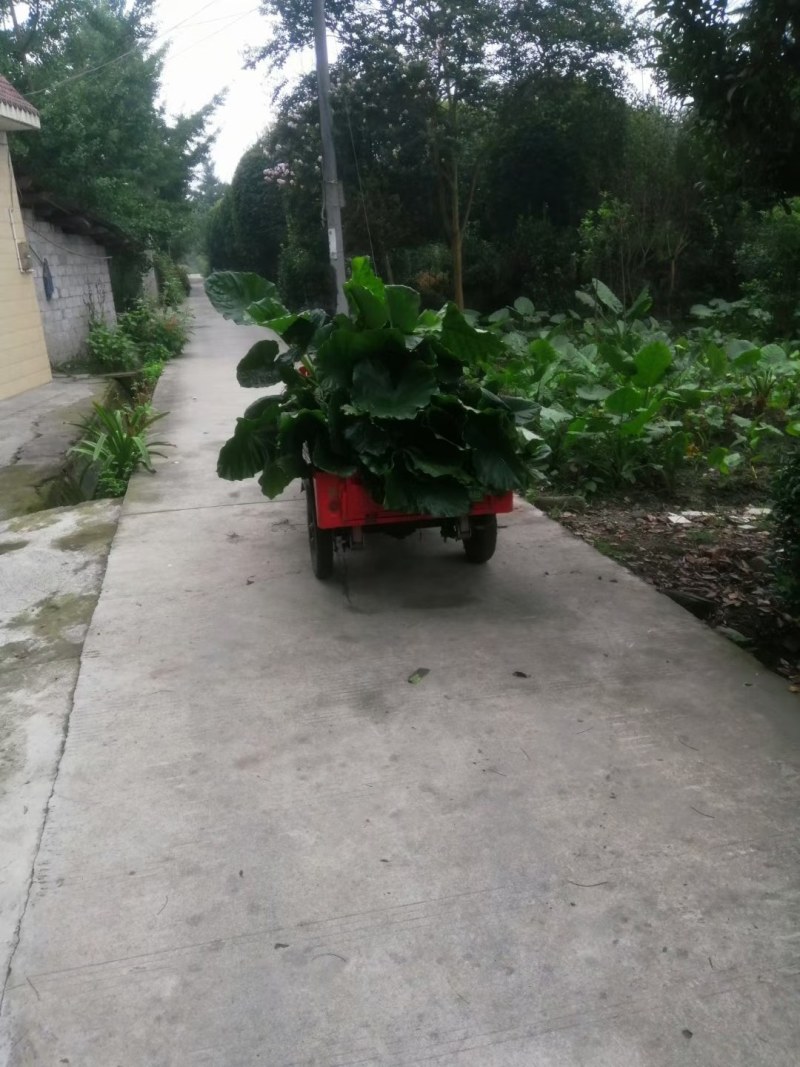 成都海芋基地批发，海芋杯苗地苗现货供应