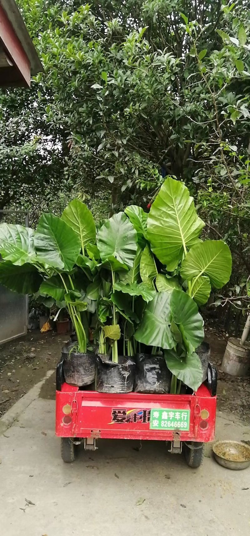 成都海芋基地批发，海芋杯苗地苗现货供应