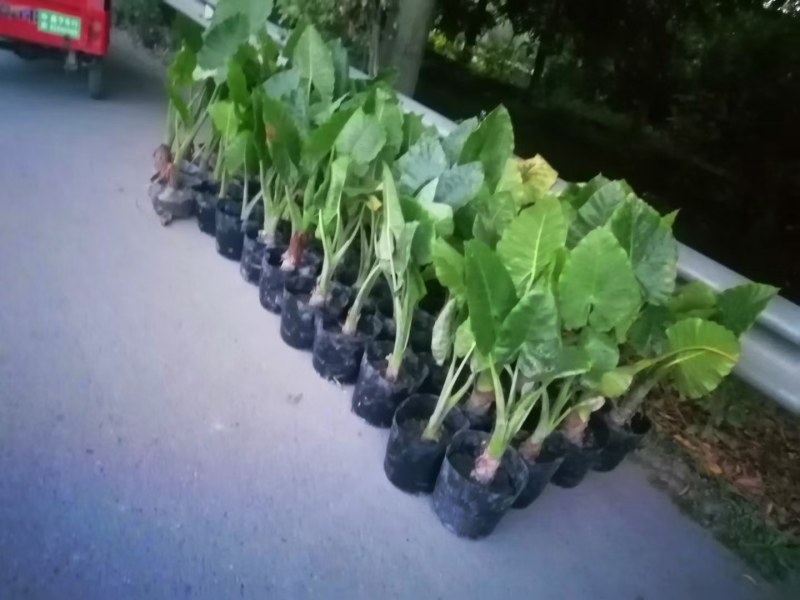 成都海芋基地批发，海芋杯苗地苗现货供应