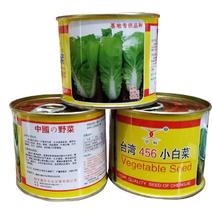 台湾456小白菜种子高抗品种25天收获