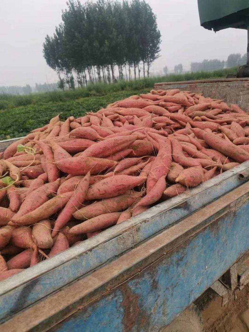 开封西瓜红蜜薯，基地直销，质量好价格优，货源稳定供货全国