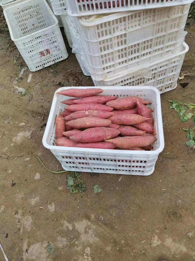 开封西瓜红蜜薯，基地直销，质量好价格优，货源稳定供货全国