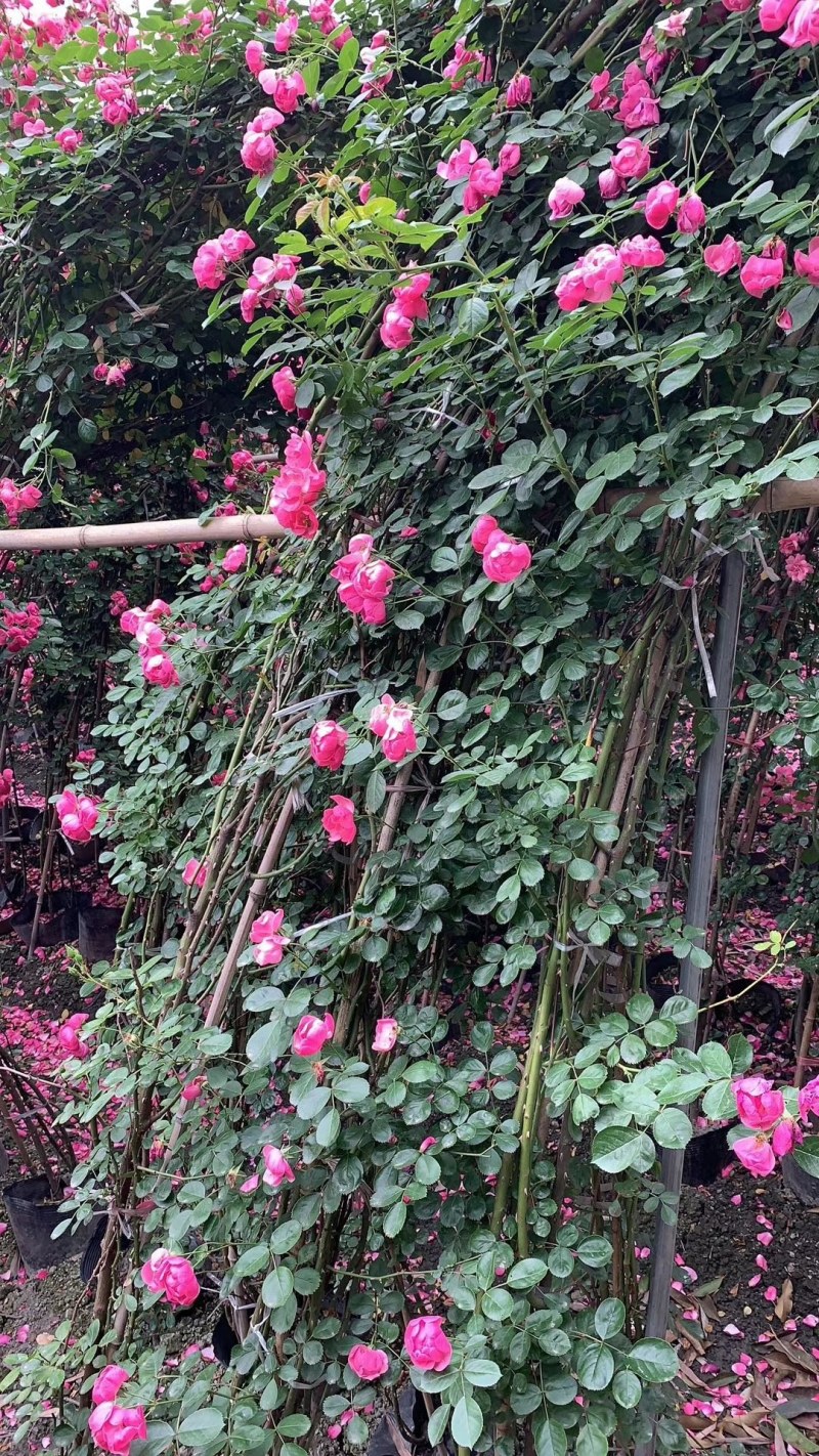 藤本月季大杯苗基地批发现货供应