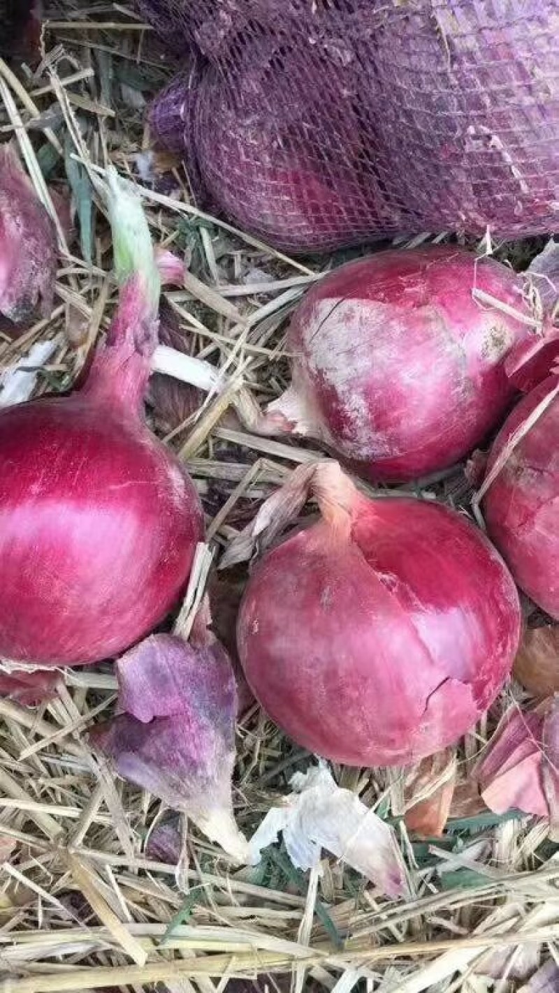 红黄紫洋葱:颜色鲜亮硬度好，代发全国各地，质量保证。