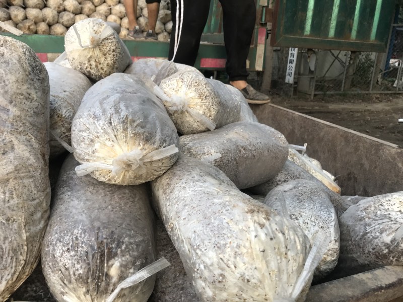 平菇菌种出菇袋出菇菌袋