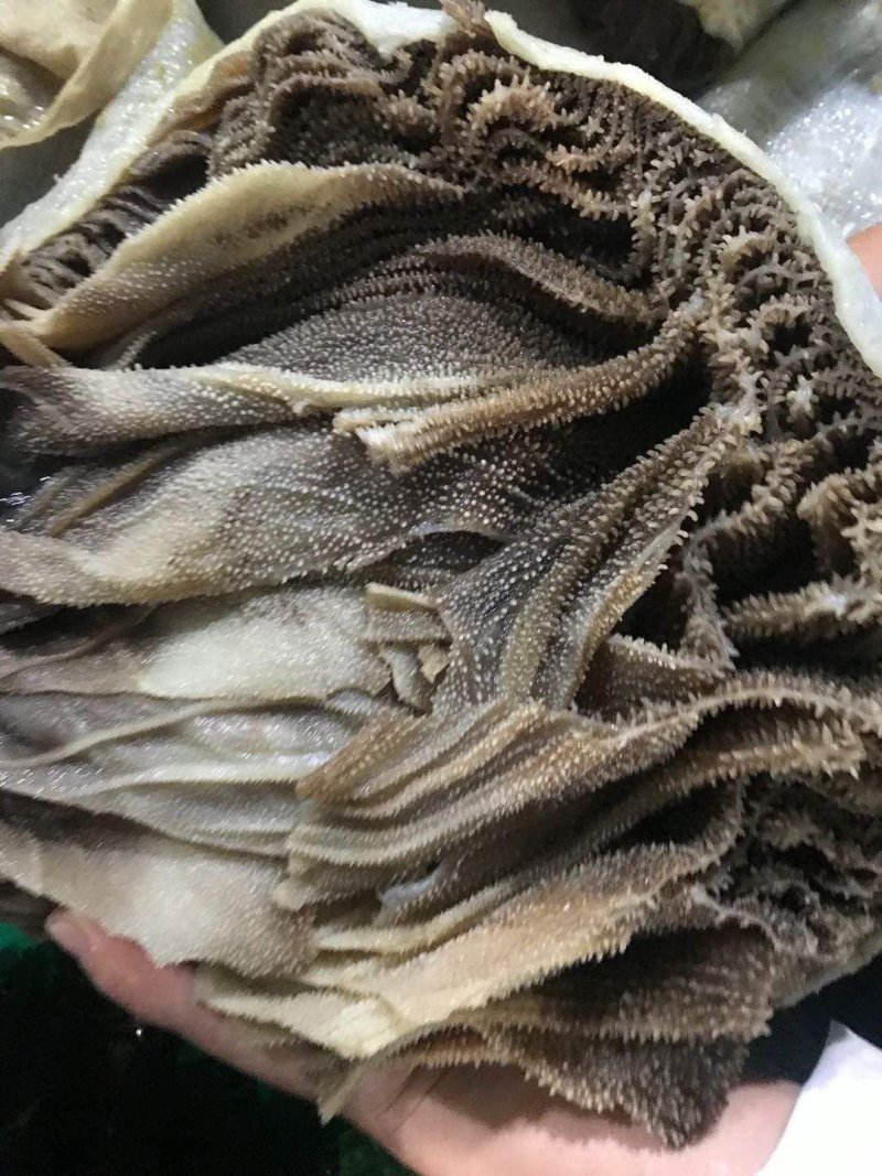 毛肚黑个子36元一斤，火锅毛肚，整个子，欢迎咨询