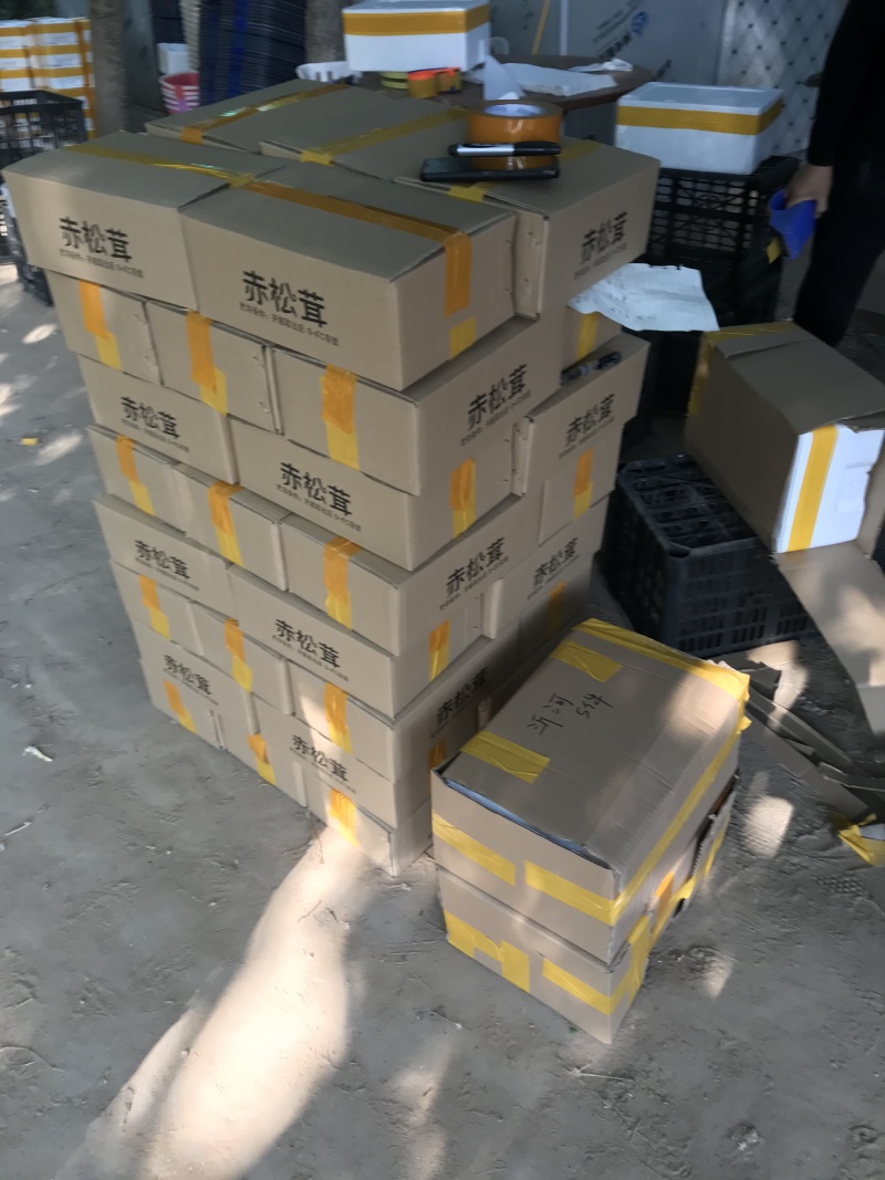 大球盖菌种赤松茸菌种厂家直销，大量有货，欢迎来电