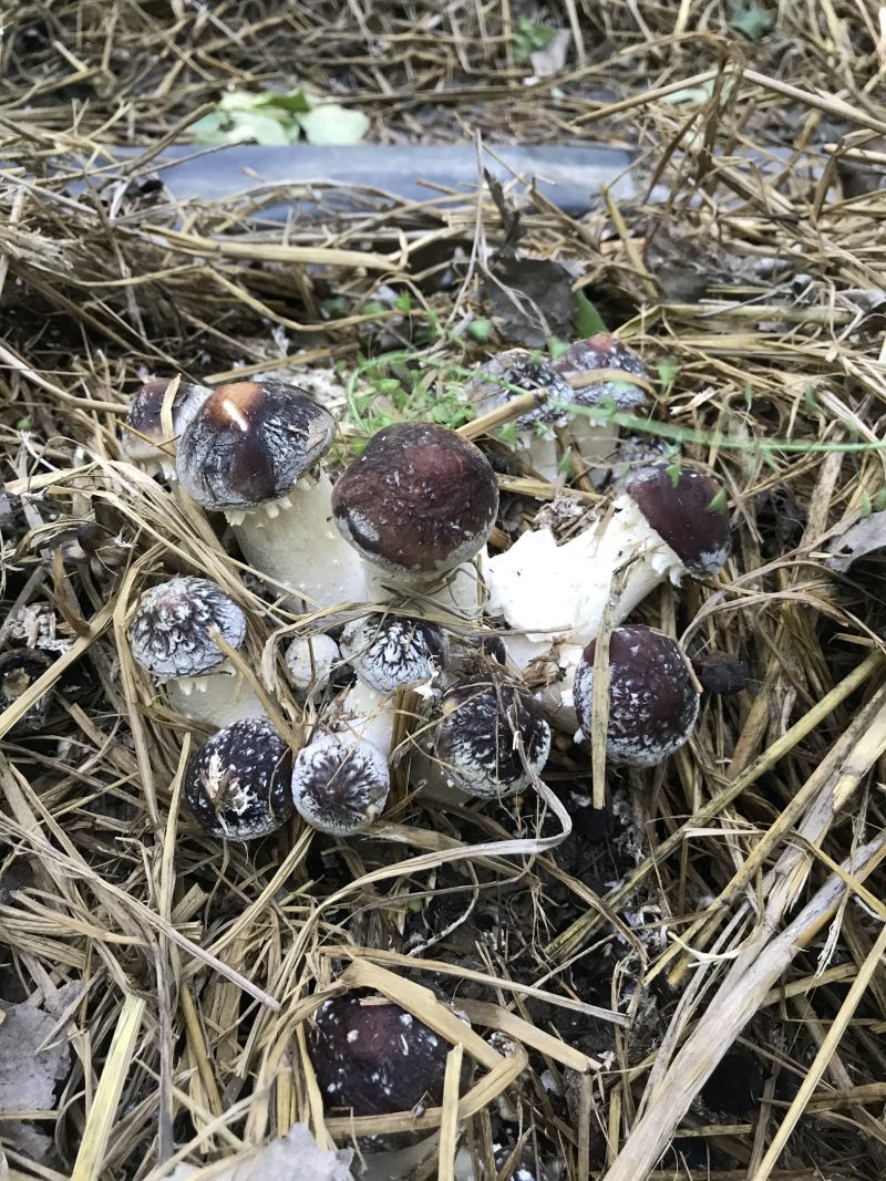 大球盖菌种赤松茸菌种厂家直销，大量有货，欢迎来电