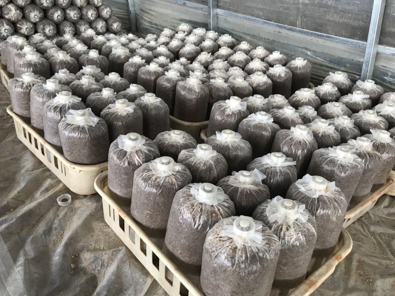 大球盖菌种赤松茸菌种厂家直销，大量有货，欢迎来电