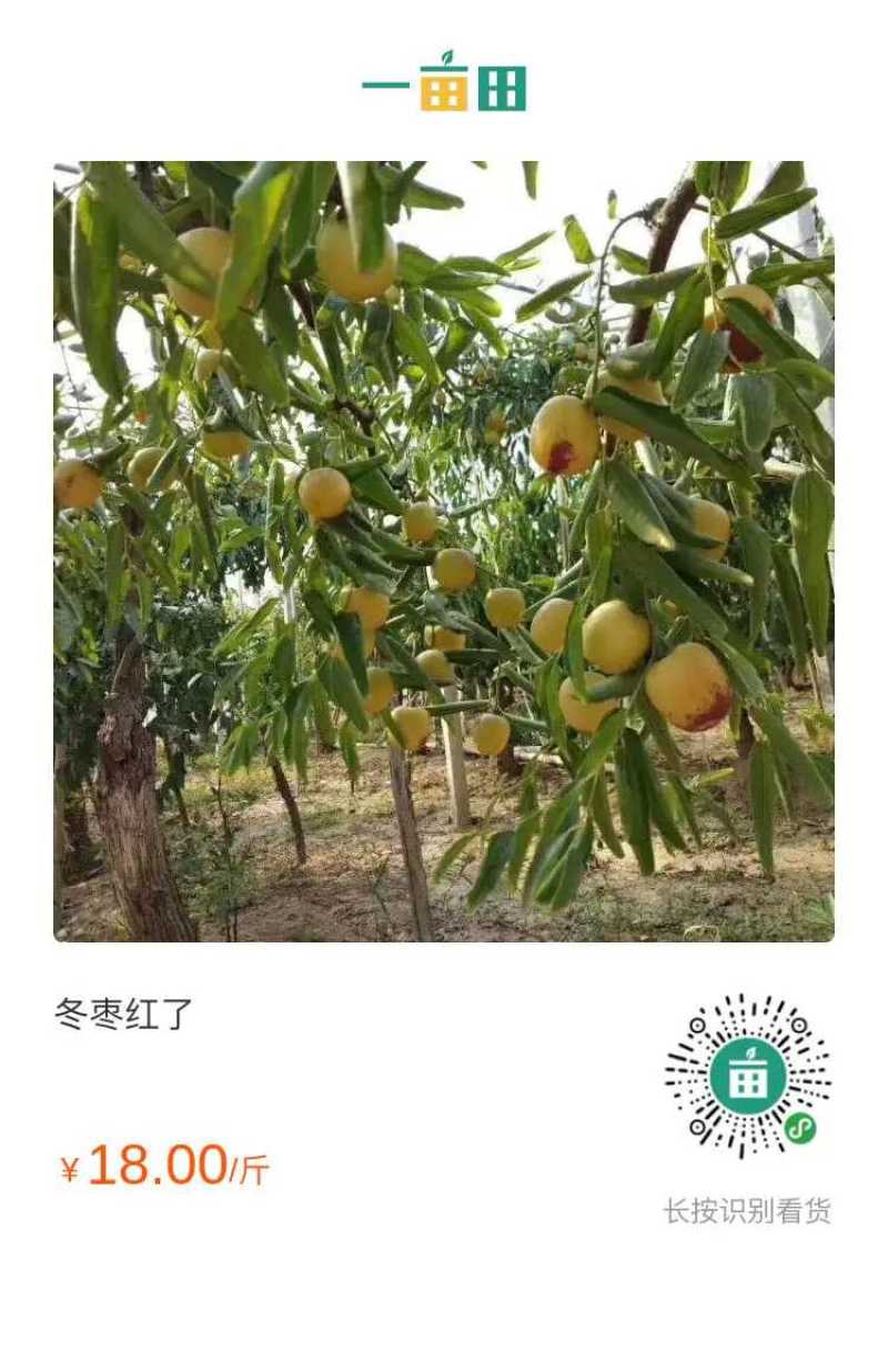田间地头直发新鲜冬枣