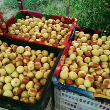 田间地头直发新鲜冬枣