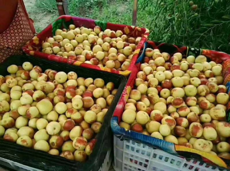 田间地头直发新鲜冬枣