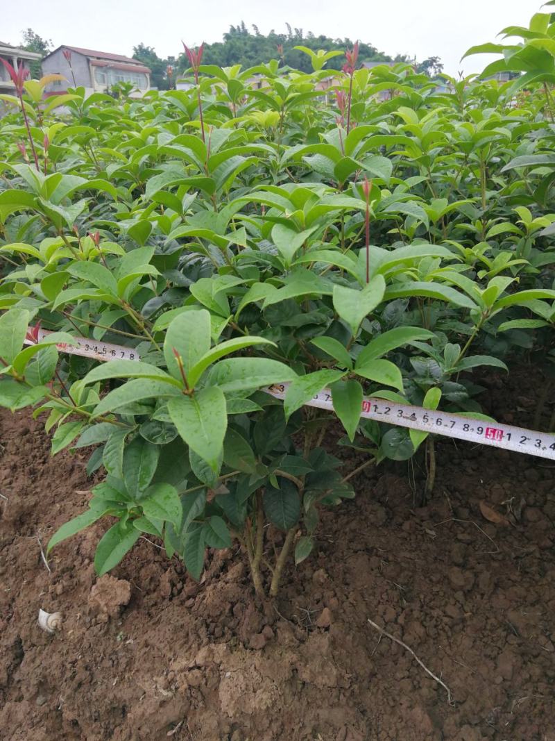 各种规格四季桂桂花树地栽苗土球苗欢迎来电咨询