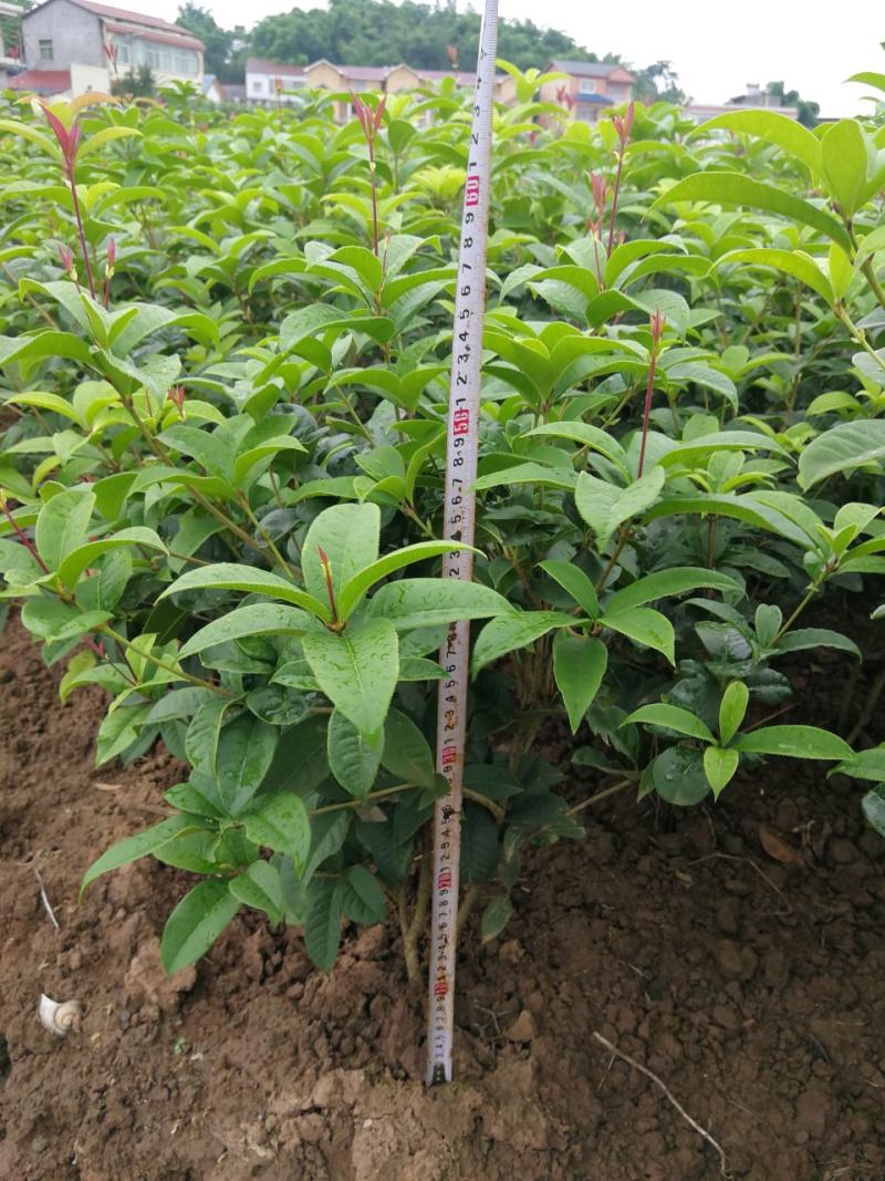 各种规格四季桂桂花树地栽苗土球苗欢迎来电咨询