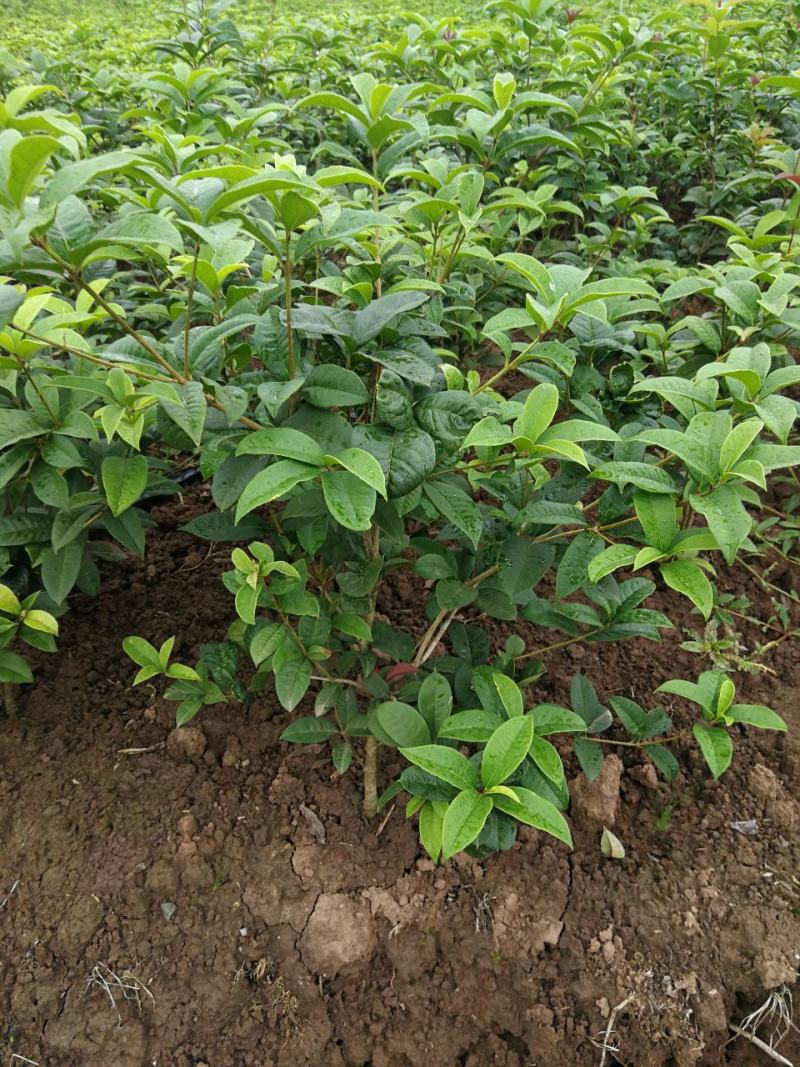 各种规格四季桂桂花树地栽苗土球苗欢迎来电咨询