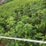 各种规格四季桂桂花树地栽苗土球苗欢迎来电咨询