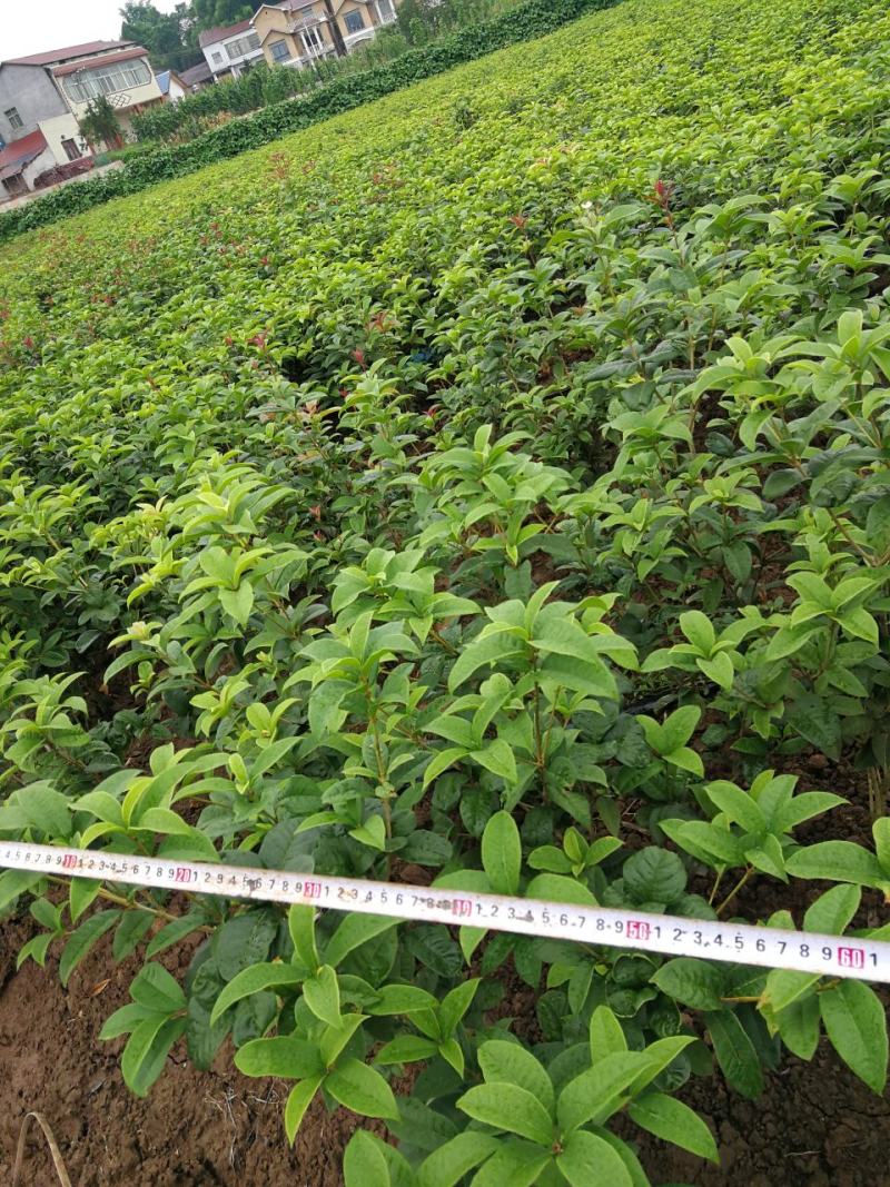 各种规格四季桂桂花树地栽苗土球苗欢迎来电咨询