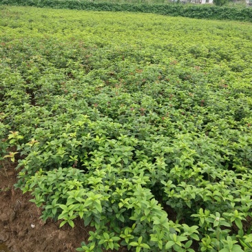 各种规格四季桂桂花树地栽苗土球苗欢迎来电咨询