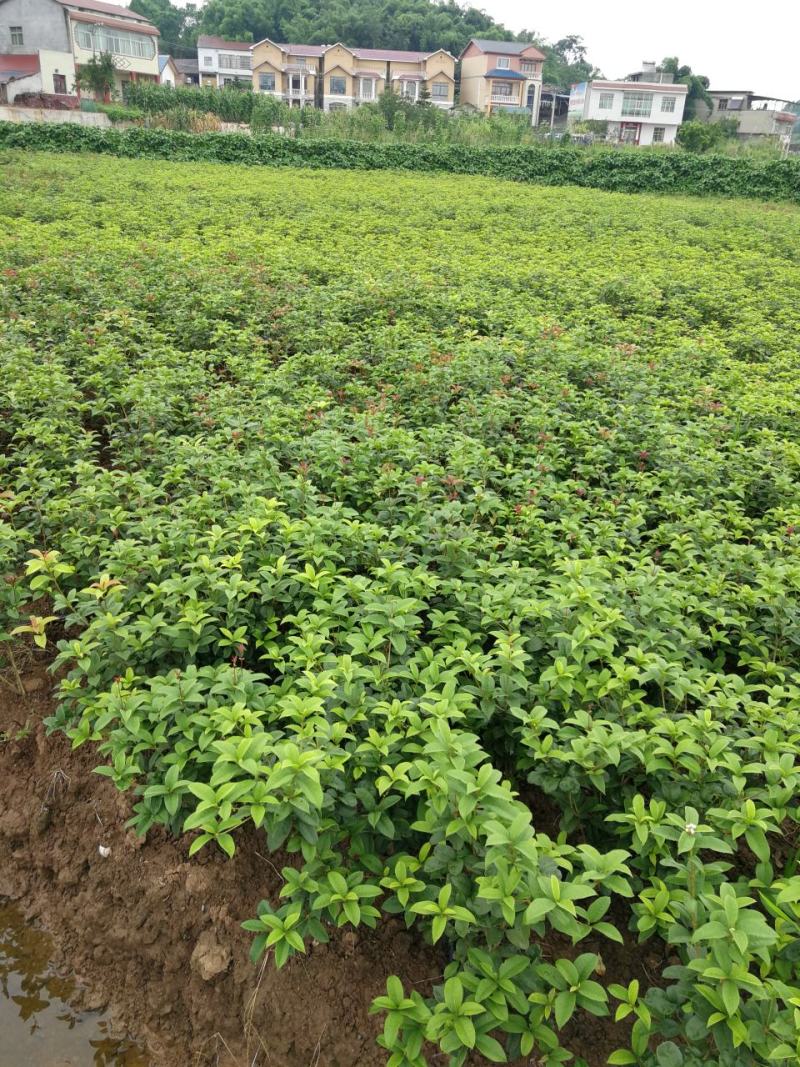 各种规格四季桂桂花树地栽苗土球苗欢迎来电咨询