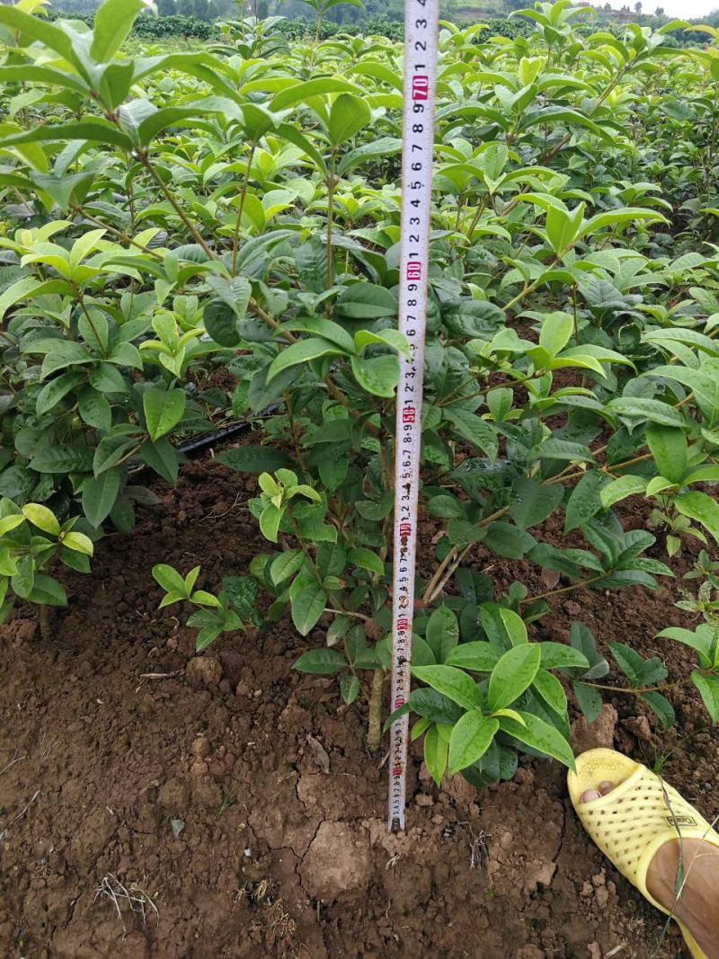 各种规格四季桂桂花树地栽苗土球苗欢迎来电咨询