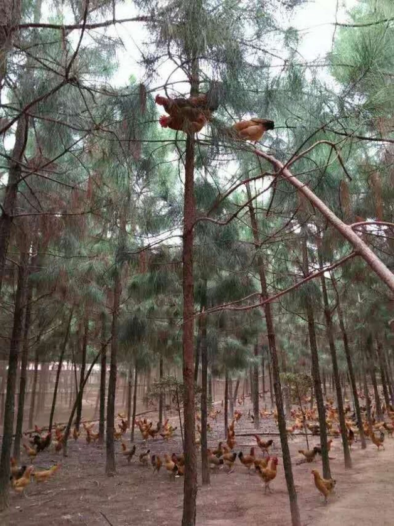 散养青脚土鸡200天左右