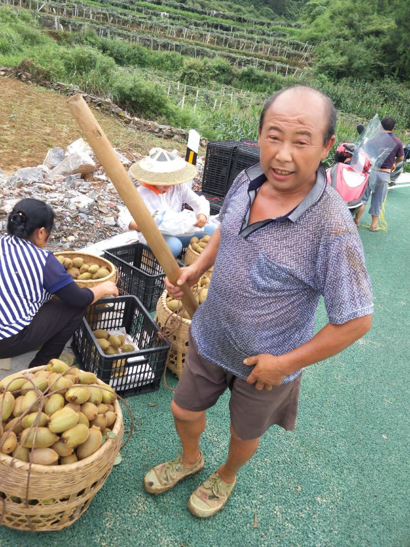 猕猴桃米良现采现发当天走车【社区批发商电商直播】