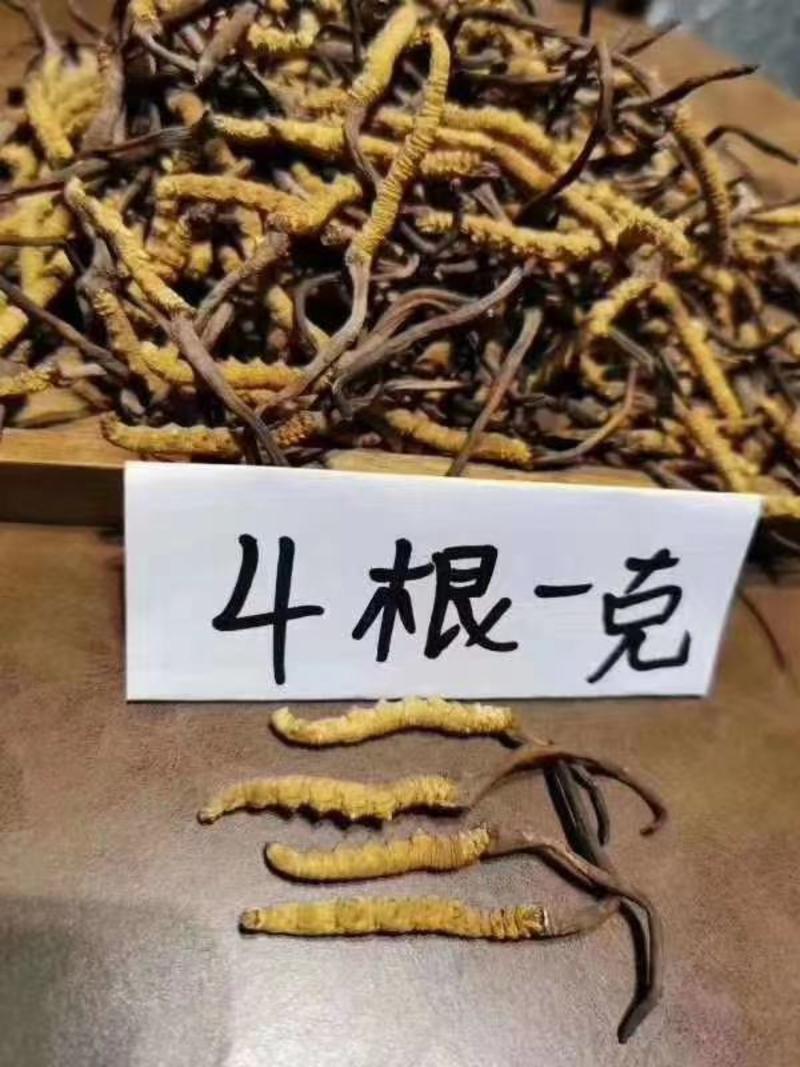 虫草、西藏那曲头期正宗精选4根1克新干虫草虫体饱满。