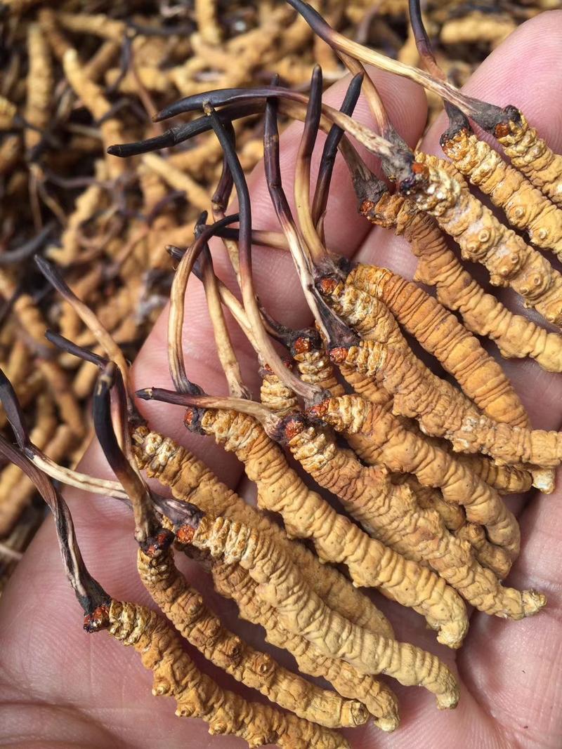 虫草、西藏那曲头期正宗精选4根1克新干虫草虫体饱满。