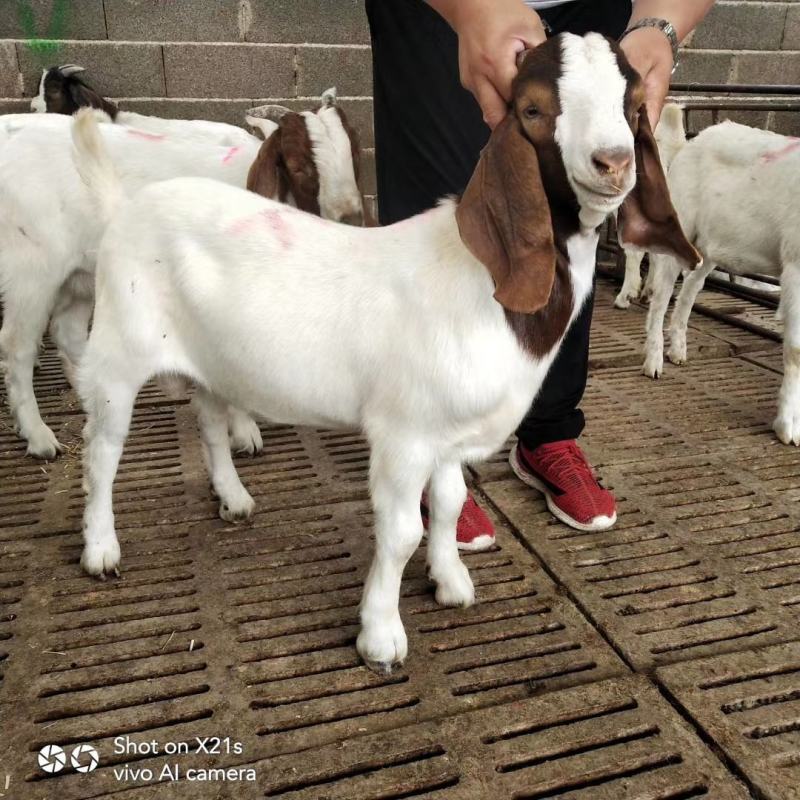 波尔山羊羊羔种公羊怀孕母羊全国包邮