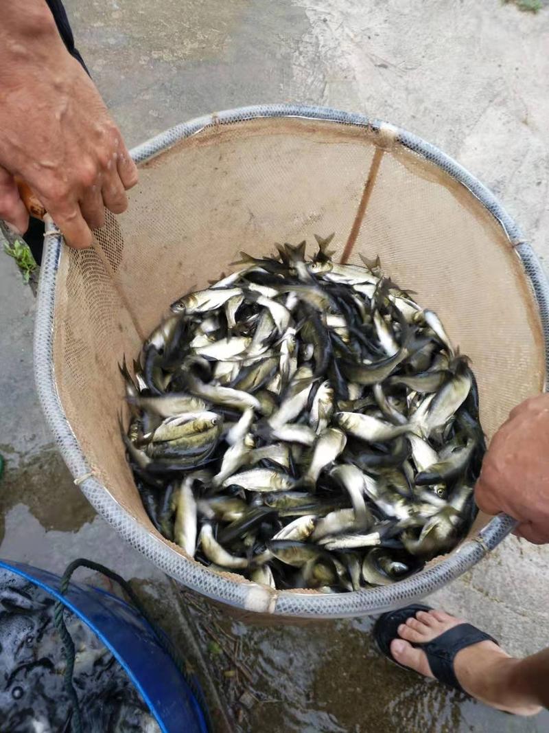 花白鲢鱼苗放养水库鱼塘优质鱼苗提供送货上门货到付款