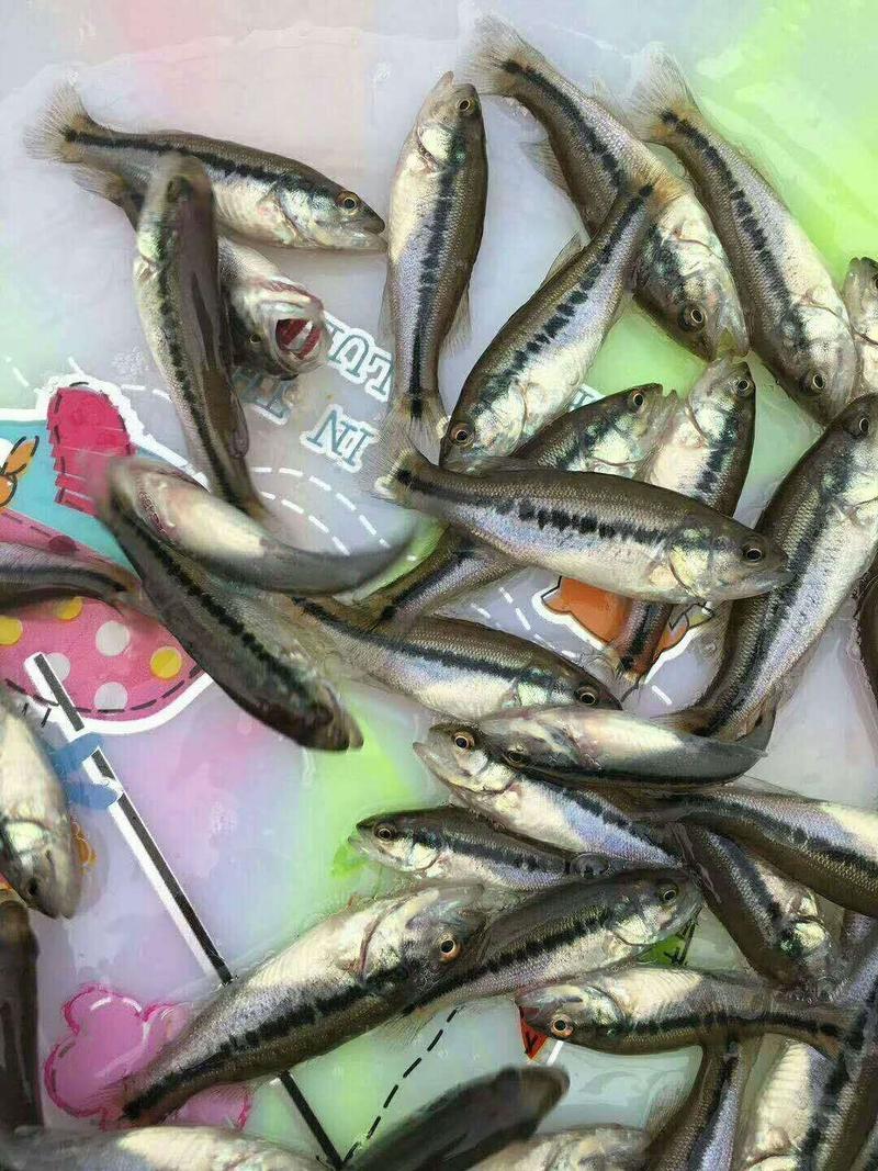精品鲈鱼苗加州鲈鱼苗优鲈3号提供养殖技术包运输
