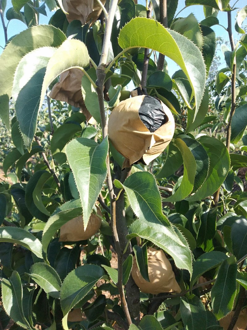 丰水，黄金梨，陕西汉中