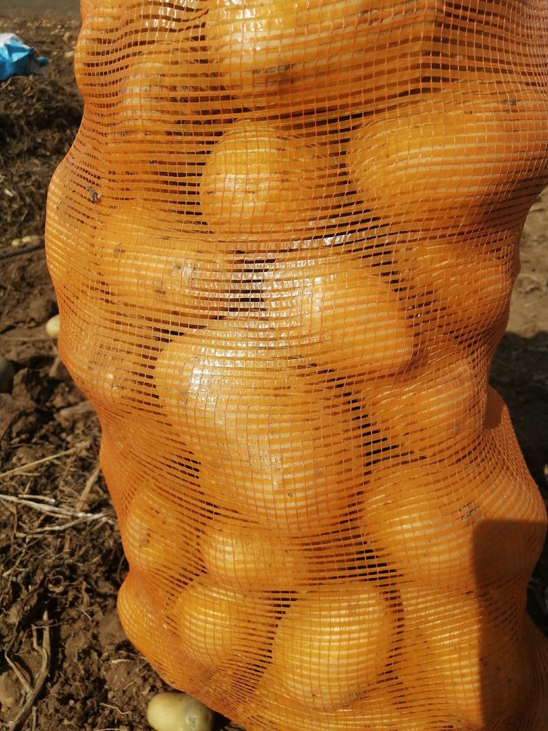荷兰土豆：颜色个头薯型三优，无腐烂无伤残无青头。