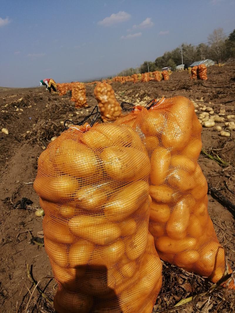 荷兰土豆：颜色个头薯型三优，无腐烂无伤残无青头。